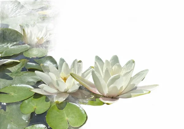 Bílé Lotosy Listy Zahradním Jezírku — Stock fotografie