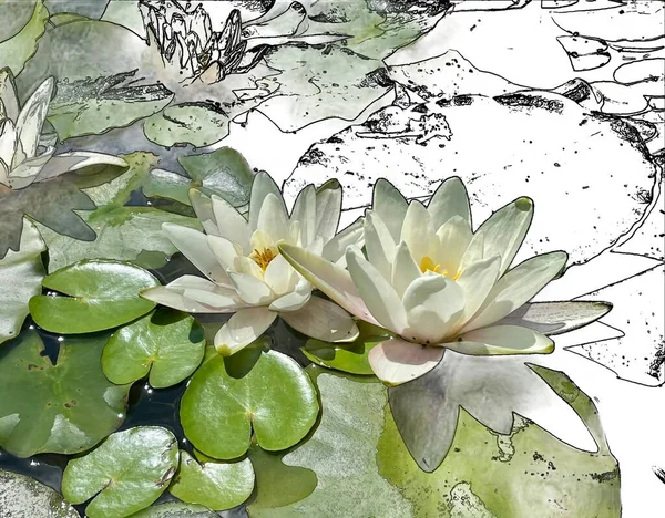 Lotus Blancs Avec Feuilles Vertes Avec Éléments Contour — Photo