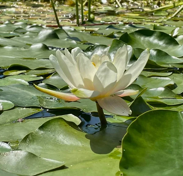 Lótus Branco Com Folhas Lagoa Jardim — Fotografia de Stock