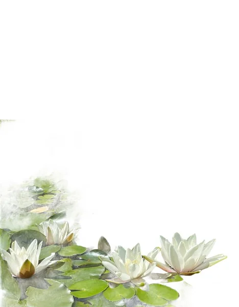 Bahçe havuzunda yaprakları olan beyaz nilüferler 