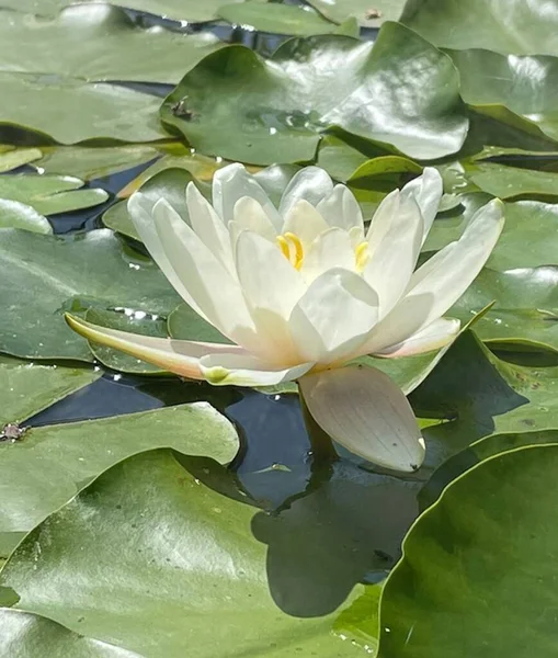 Lotus Blanc Avec Des Feuilles Dans Étang Jardin — Photo