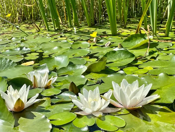 Lotas Brancas Com Folhas Lagoa Jardim — Fotografia de Stock