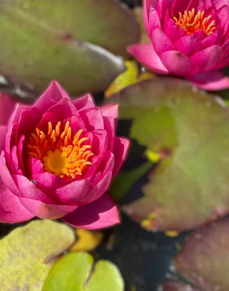 Lotus Violets Dans Étang Jardin Avec Des Feuilles — Photo