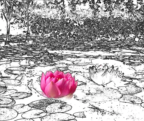 庭池の輪郭要素を持つ紫色の蓮 — ストック写真