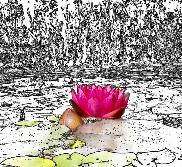 Lotus Violet Muguri Elemente Contur — Fotografie, imagine de stoc