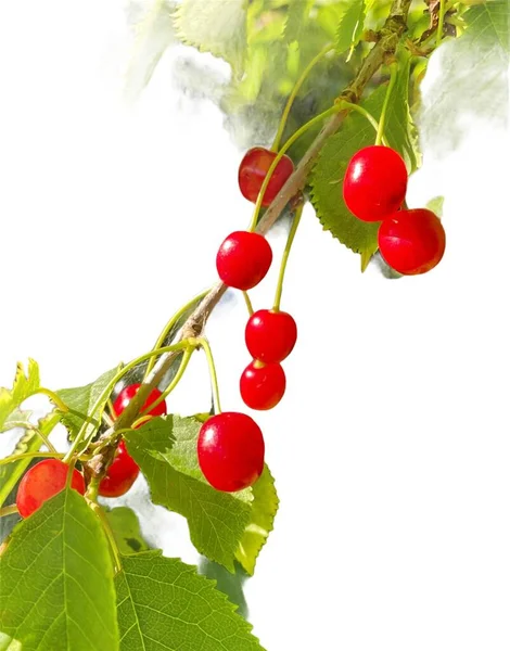 Beyaz arka planda yaprakları olan yabani kiraz dalı 