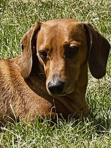 Kırmızı dachshund Bahçedeki bekar çocuk