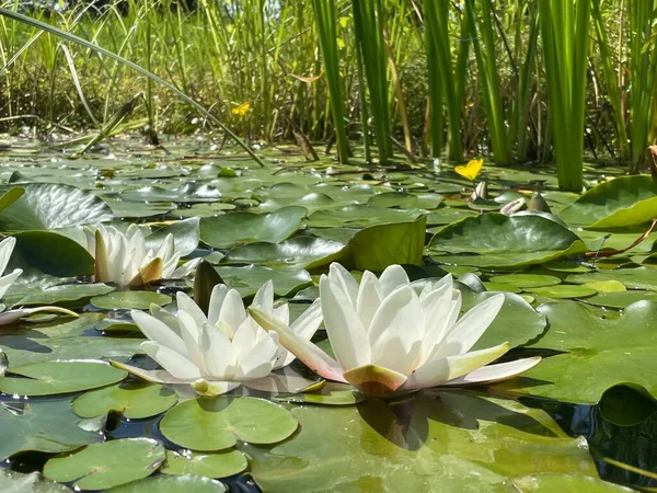 Lotas Brancas Lagoa Jardim Com Folhas — Fotografia de Stock