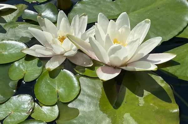 Lotus Blancs Dans Étang Jardin Avec Des Feuilles — Photo