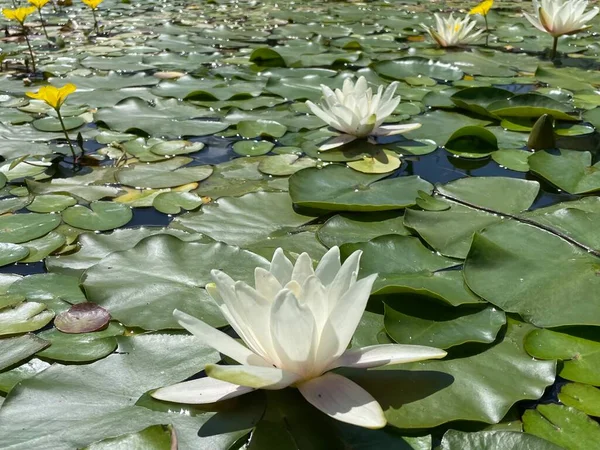 Bahçe havuzunda yapraklı beyaz nilüferler