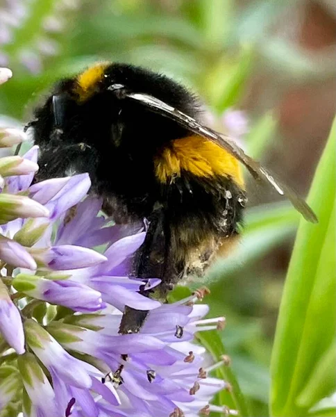 Hummel Auf Der Blüte Einzeln — Stockfoto