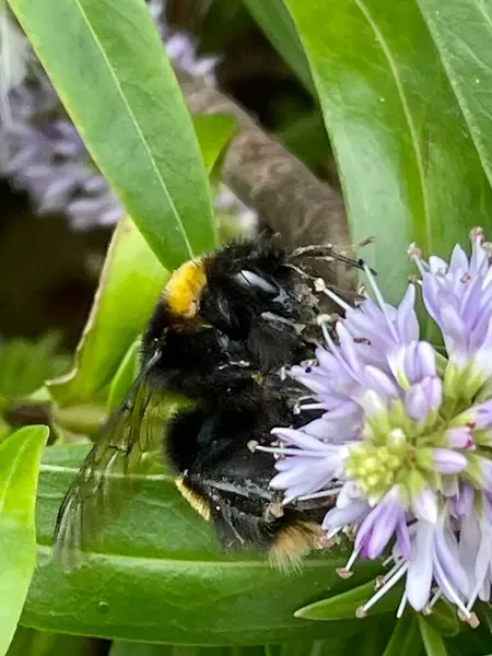 Bumblebee Flor Única Flor — Fotografia de Stock