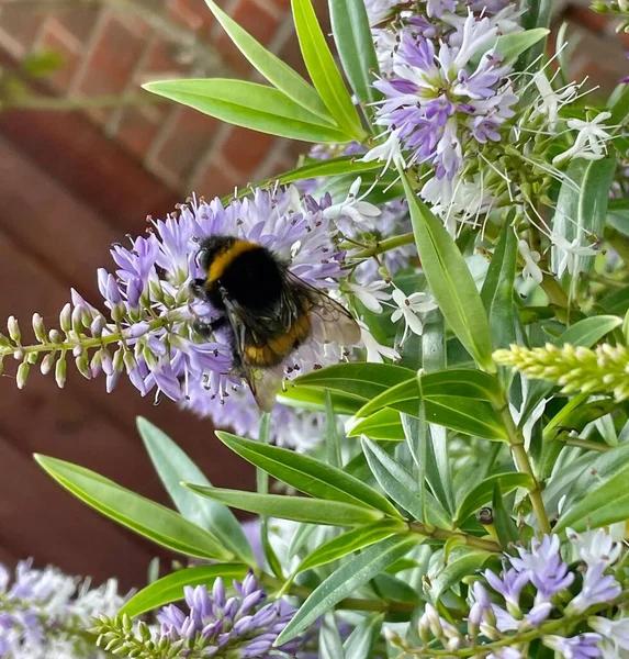 Bumblebee Blomman Enda — Stockfoto