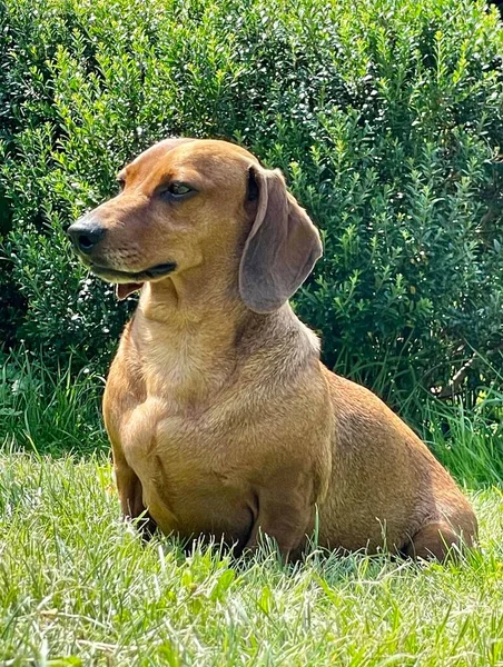 Vermelho Dachshund Menino Cão Jardim — Fotografia de Stock
