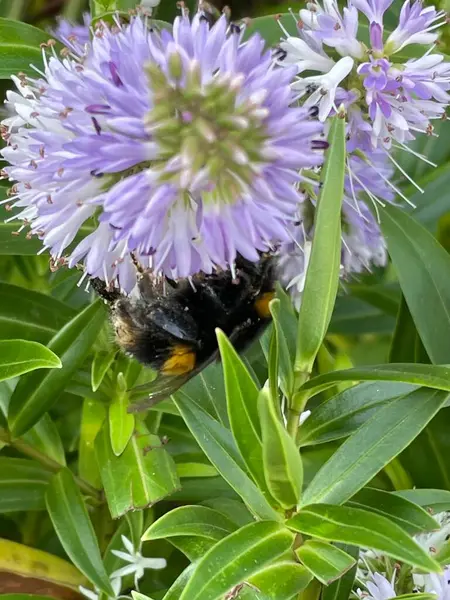 Bumblebee Flor Única Flor — Fotografia de Stock