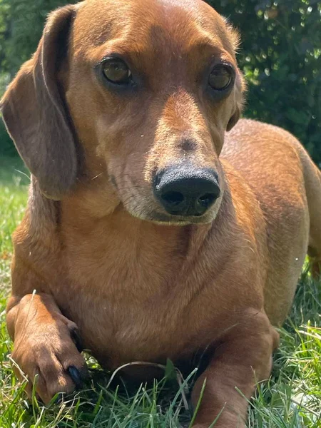 Κόκκινο Dachshund Σκυλί Αγόρι Στον Κήπο — Φωτογραφία Αρχείου