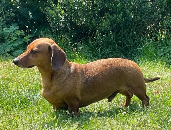 Kırmızı Dachshund Erkek Köpek Bahçede — Stok fotoğraf