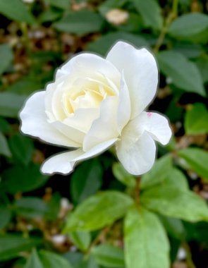 Yeşil goncalı beyaz gül.