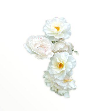 Beyaz arkaplanda izole beyaz güller