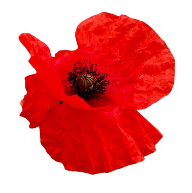 Kırmızı haşhaş beyaz arkaplanda izole edildi