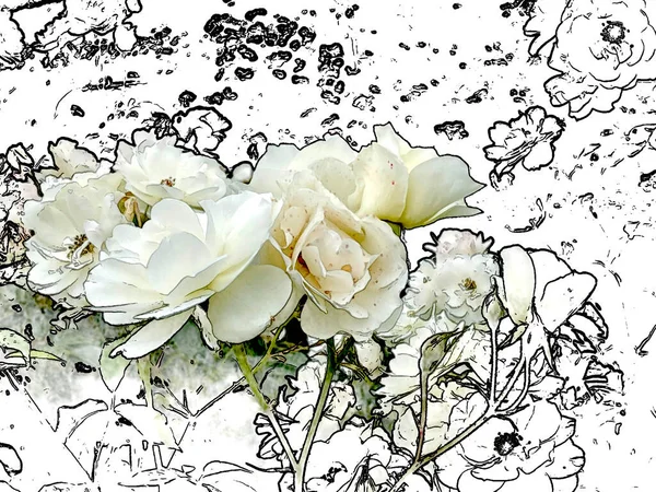 Beyaz güller dış hatları olan beyaz güller.