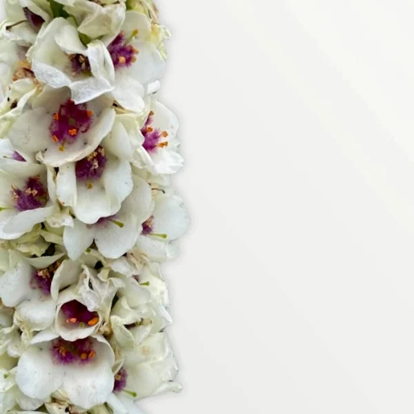 Fleurs Molène Foncées Isolées Sur Fond Blanc — Photo