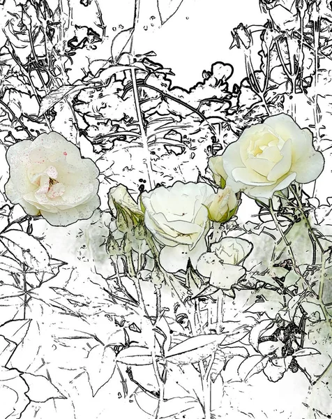 Beyaz goncalı beyaz gül, ana hatlı elementler 