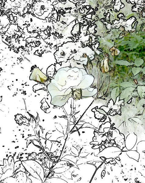 Beyaz goncalı beyaz gül, ana hatlı elementler 