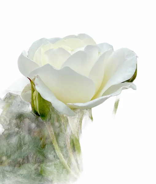 Fehér Rózsa Egyetlen Rügy Elszigetelt Fehér Vázlatos Elemek — Stock Fotó