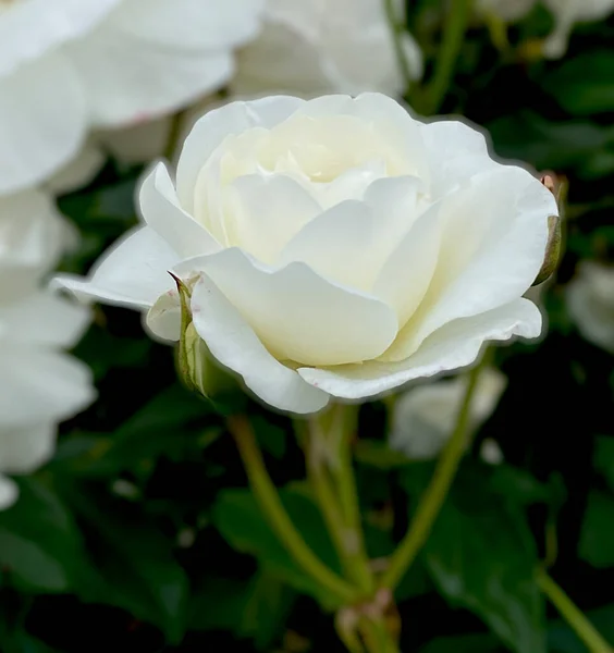 Rose Blanche Simple Avec Bourgeon Sur Vert — Photo