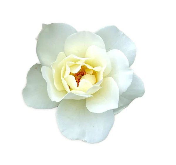 Fehér Rózsa Egyetlen Elszigetelt Fehér Háttér — Stock Fotó