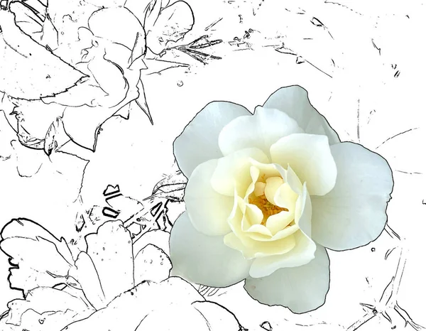 Белая Роза Белом Элементами Контура — стоковое фото