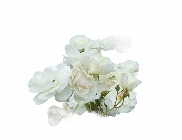 Белые Розы Изолированы Белом Фоне — стоковое фото