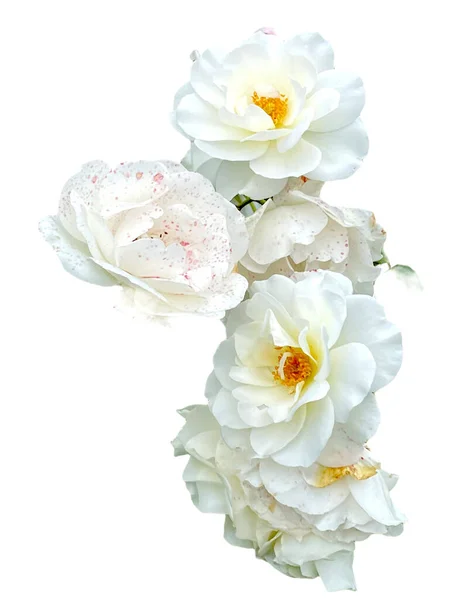 Fehér Rózsák Izolált Fehér Alapon — Stock Fotó