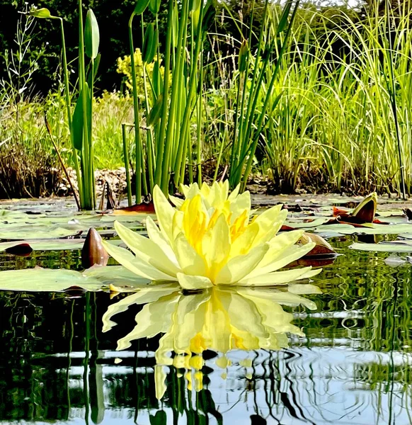 庭の池に黄色の蓮のシングル — ストック写真