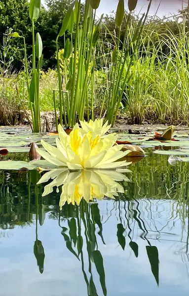 Lotus Amarelo Único Lagoa Jardim — Fotografia de Stock