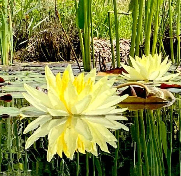 庭の池に黄色の蓮のシングル — ストック写真