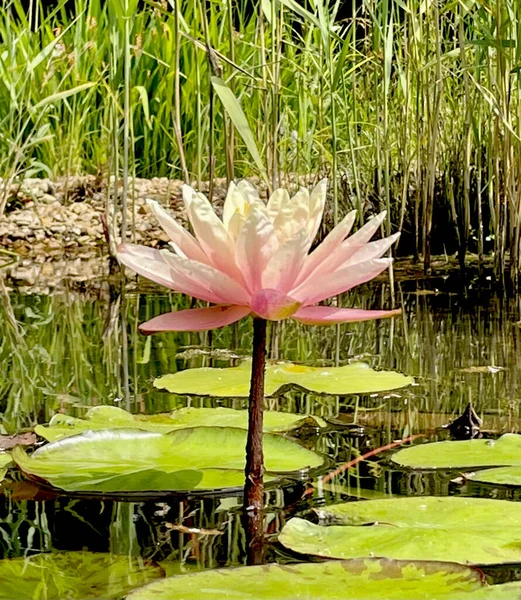 Roze Lotus Single Met Knop Met Bladeren Tuin Vijver — Stockfoto