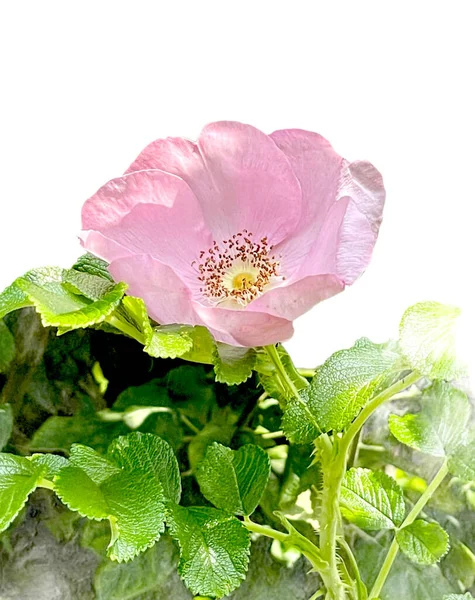 Yeşil yapraklı yalnız bir köpek.