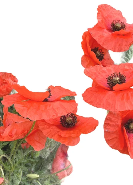 Kırmızı gelincikler beyaz arkaplanda izole edilmiş