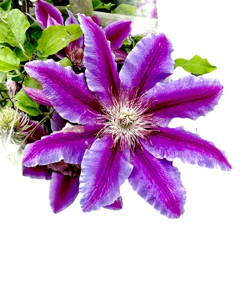 Clematis Blüht Isoliert Mit Blättern Auf Weißem Hintergrund — Stockfoto