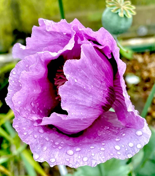 Mor gelincik tekli, su damlalarıyla yakın çekim