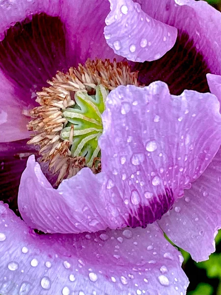 Purple Poppy Single Close Water Drops — Stock Photo, Image