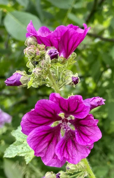 # Yeşil tomurcukları olan yumuşak çiçekler #