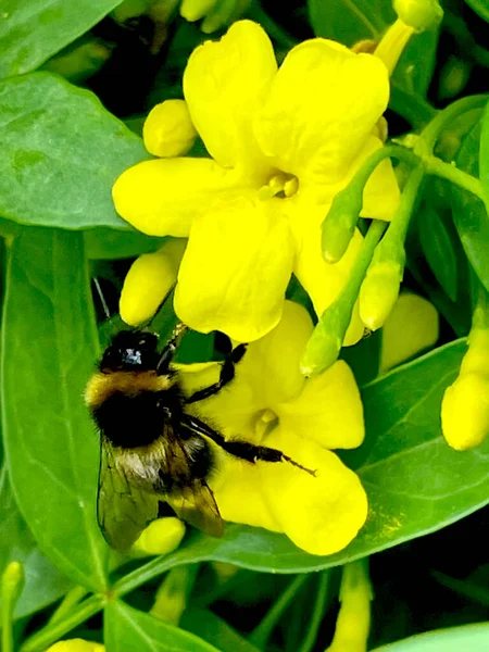 Bumblebee Yellow Jasmine Flowers Green — 스톡 사진