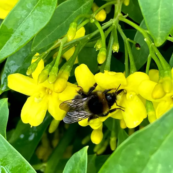 Bourdon Sur Fleurs Jaunes Jasmin Sur Vert — Photo