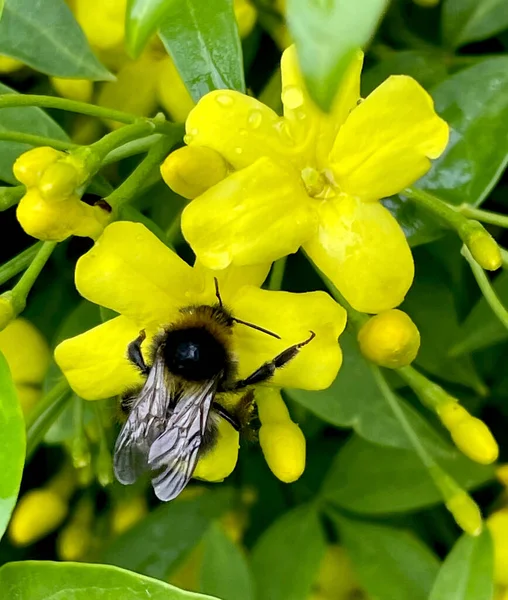Bumblebee Gul Jasmin Blommor Grön — Stockfoto