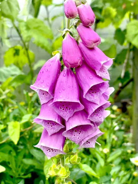 Ροζ Λουλούδια Foxglove Πράσινο — Φωτογραφία Αρχείου