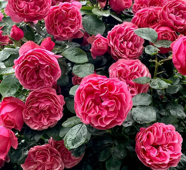 Yapraklı pembe lale gülleri 