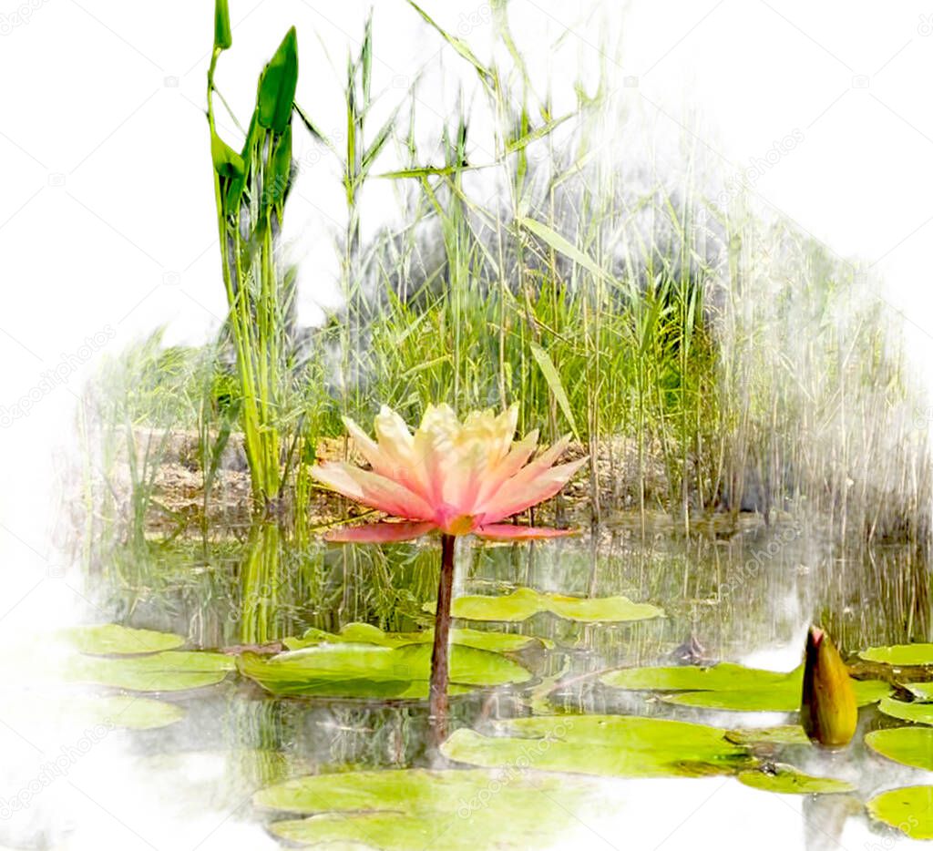 Pink lotus single with bud with leaves in the garden pond
